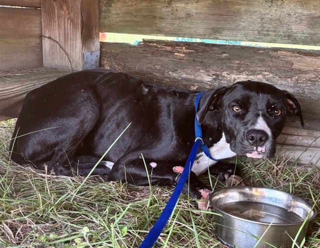 Shelter Stray Female Dog last seen Near BLOCK SR 19 ALTOONA, 12280 County Rd 448, Tavares, FL 32778, USA