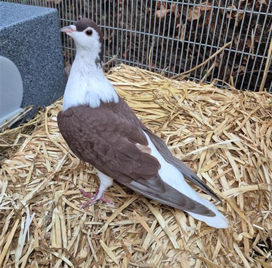 Shelter Stray Unknown Bird last seen FELICIA WAY / STONEGATE DR, 9150 Union Park Way, Elk Grove, CA 95624, USA