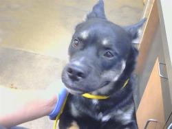 Shelter Stray Male Dog last seen TECH CENTER DR/MAYHEW RD, SACRAMENTO CA 95826, 3839 Bradshaw Rd, Sacramento, CA 95827, USA