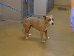 Shelter Stray Male Dog last seen JACKSON RD/S WATT AVE, SACRAMENTO CA 95826, 3839 Bradshaw Rd, Sacramento, CA 95827, USA