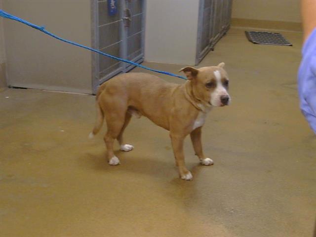 Shelter Stray Male Dog last seen JACKSON RD/S WATT AVE, SACRAMENTO CA 95826, 3839 Bradshaw Rd, Sacramento, CA 95827, USA