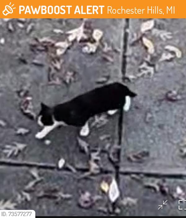 Found/Stray Unknown Cat last seen Near golf course at Tienken, Rochester Hills, MI 48307
