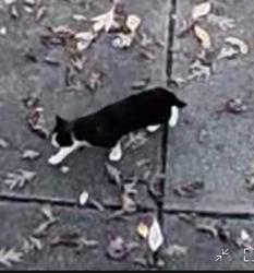 Found/Stray Unknown Cat last seen Near golf course at Tienken, Rochester Hills, MI 48307