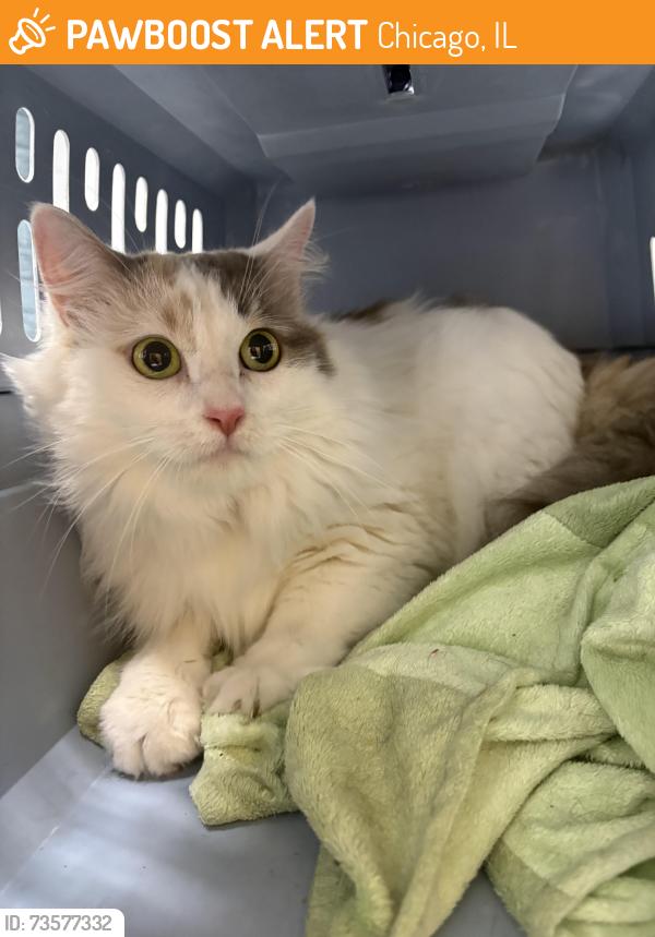Found/Stray Unknown Cat last seen Diversey and Oak Park, Chicago, IL 60707