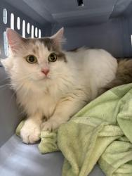 Found/Stray Unknown Cat last seen Diversey and Oak Park, Chicago, IL 60707