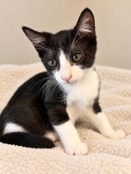 Shelter Stray Male Cat last seen Elkcam/Citrus Springs, Citrus Springs, FL, 4030 S Airport Rd, Inverness, FL 34450, USA