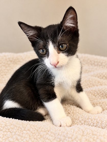 Shelter Stray Male Cat last seen Elkcam/Citrus Springs, Citrus Springs, FL, 4030 S Airport Rd, Inverness, FL 34450, USA