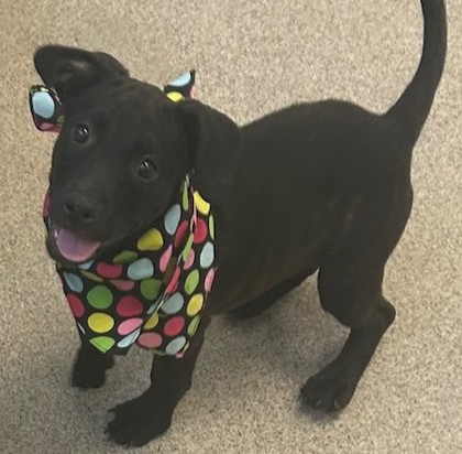 Shelter Stray Female Dog last seen , , TX, 1650 Gross Rd, Mesquite, TX 75149, USA