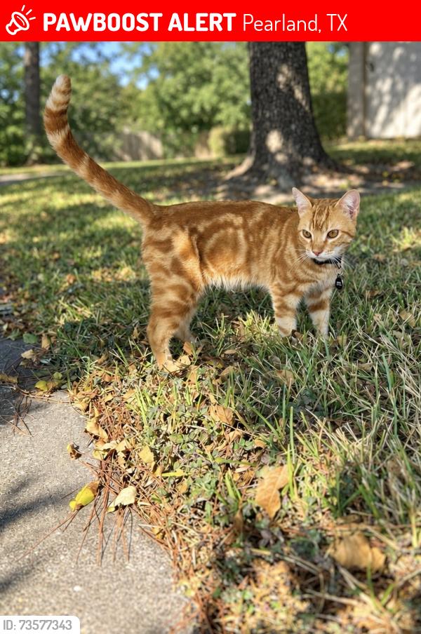 Lost Male Cat last seen River Mist Neighborhood, Pearland, TX 77581