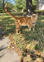 Lost Male Cat last seen River Mist Neighborhood, Pearland, TX 77581