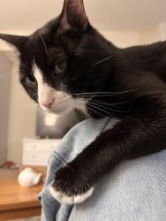 Lost Male Cat last seen Near English lavender place, Hilliard, OH 43026