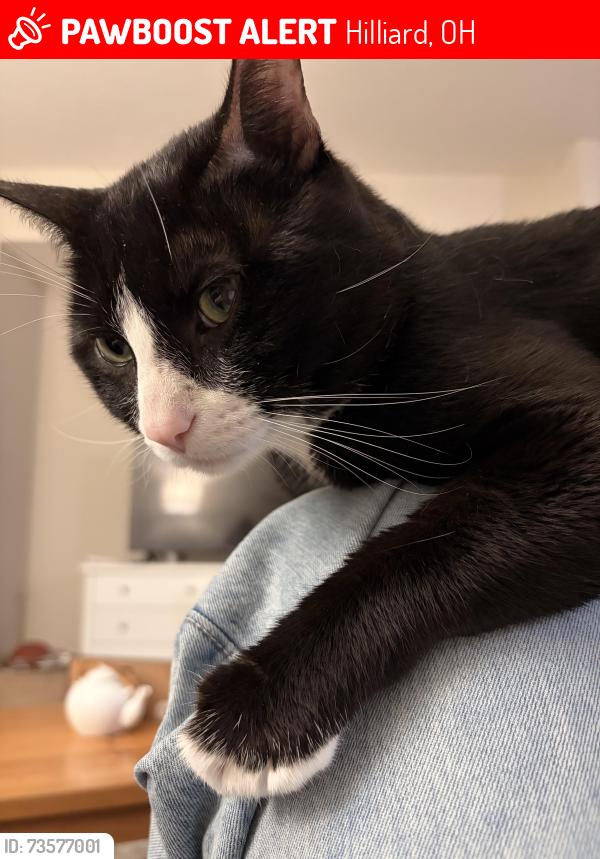 Lost Male Cat last seen Near English lavender place, Hilliard, OH 43026