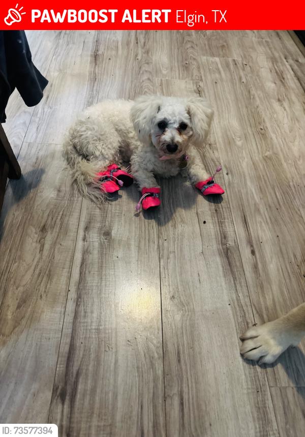 Lost Female Dog last seen La selva, Elgin, TX 78621
