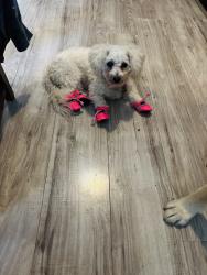 Lost Female Dog last seen La selva, Elgin, TX 78621