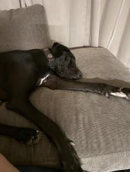 Reunited Male Dog last seen Ashlan / west, Fresno, CA 93705