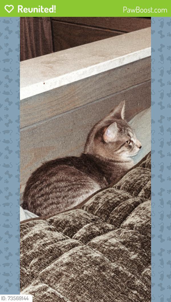 Reunited Male Cat last seen Huckleberry Springs Rd, backing up to Hunters Ridge and Kay’s Ridge area., Knoxville, TN 37914