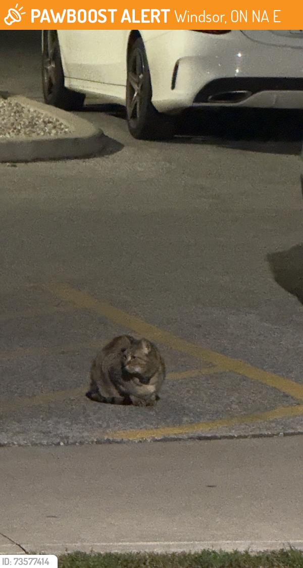 Found/Stray Unknown Cat last seen west bridge place apmts parking crawford at wyandotte, Windsor, ON N9A 0E1