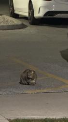 Found/Stray Unknown Cat last seen west bridge place apmts parking crawford at wyandotte, Windsor, ON N9A 0E1