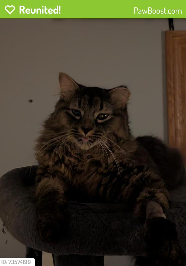 Reunited Male Cat last seen Masonic and Schooner, Warren, MI 48088