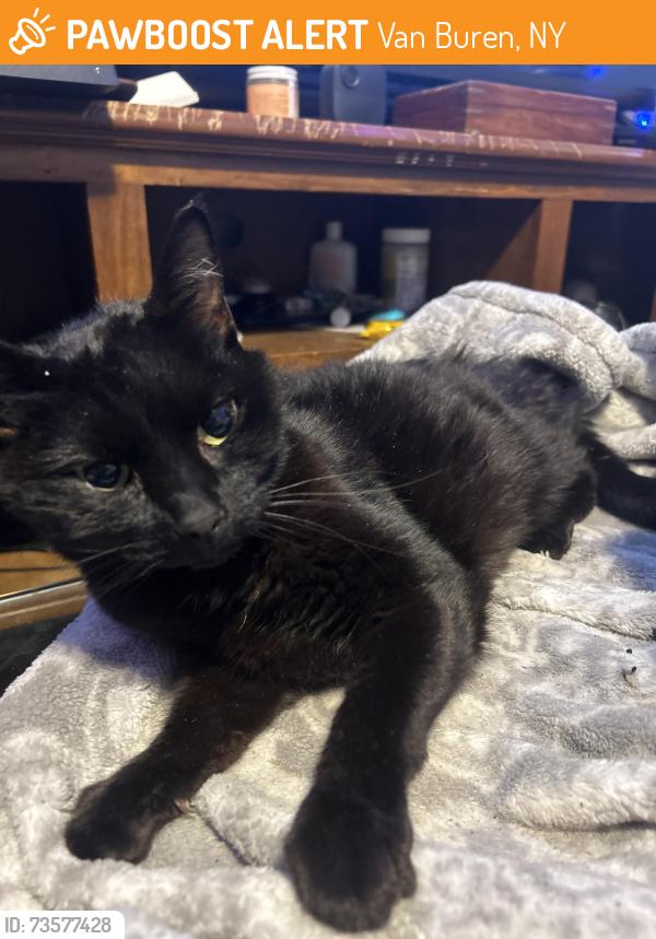 Found/Stray Unknown Cat last seen Jones Road, Van Buren, NY 13164