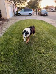 Found/Stray Female Dog last seen Mardie St & Joanne St, Hayward, CA 94544
