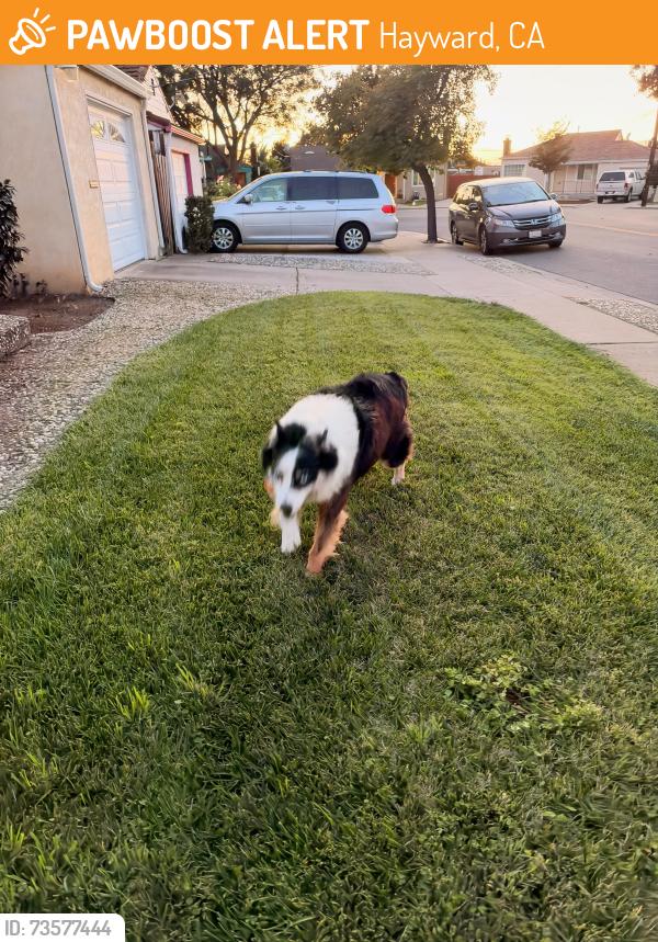 Found/Stray Female Dog last seen Mardie St & Joanne St, Hayward, CA 94544