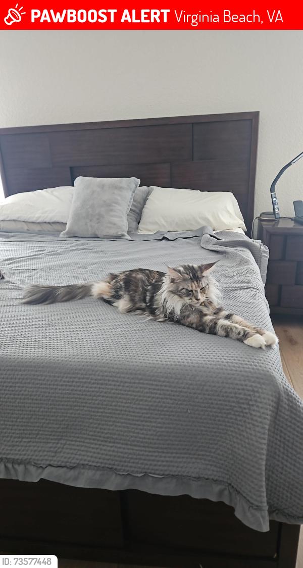 Lost Female Cat last seen Byrn Brae Dr virginia beach, Virginia Beach, VA 23464