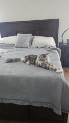 Lost Female Cat last seen Byrn Brae Dr virginia beach, Virginia Beach, VA 23464