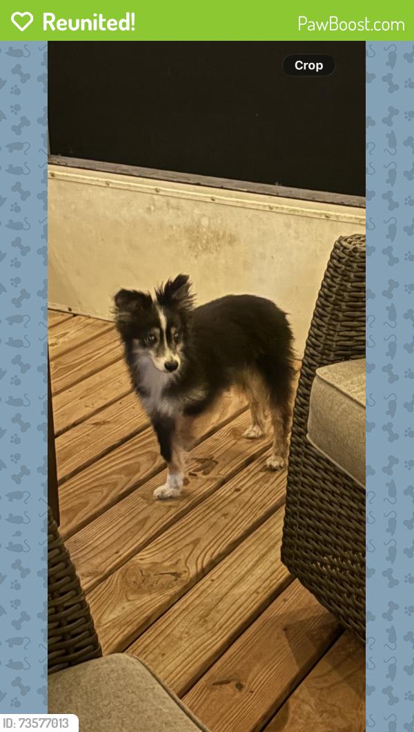Reunited Female Dog last seen Roberts Barn Rd/St Joe, Pasco County, FL 33523