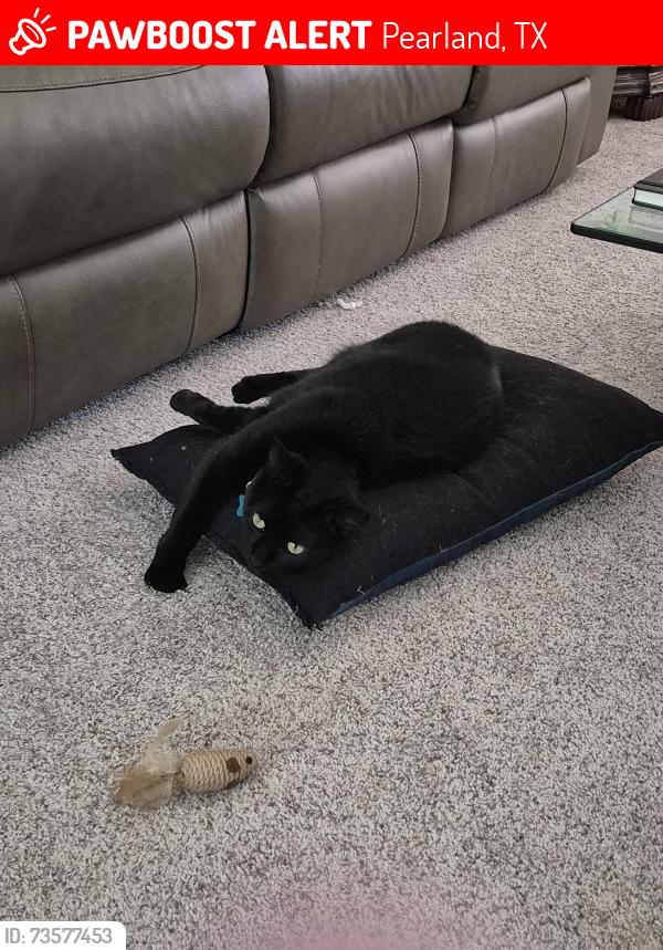 Lost Male Cat last seen Coastwood Lane and Summerwood, Pearland, TX 77584