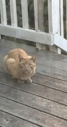Found/Stray Unknown Cat last seen 24th street west Oakland, Oakland, CA 94607