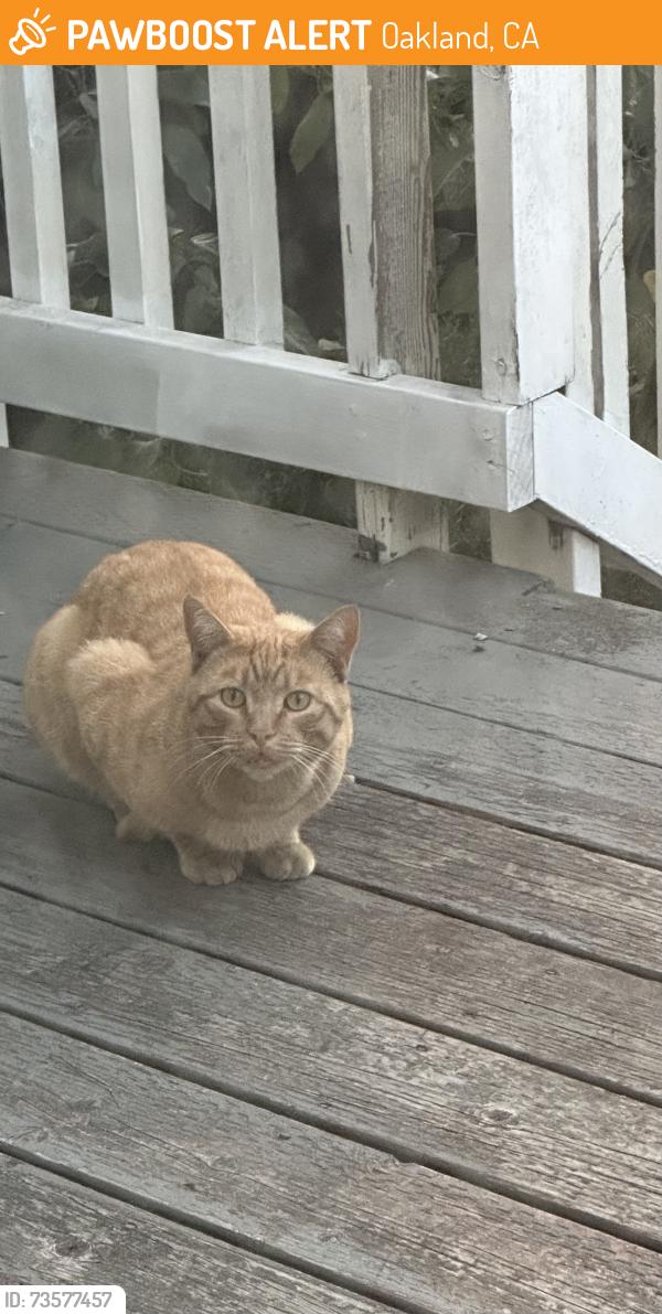 Found/Stray Unknown Cat last seen 24th street west Oakland, Oakland, CA 94607