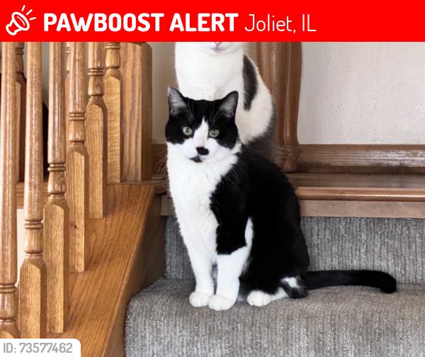 Lost Female Cat last seen Essington, Joliet, IL 60431