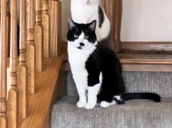 Lost Female Cat last seen Essington, Joliet, IL 60431
