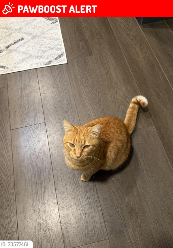 Lost Male Cat last seen W Edgerton and broadview, Broadview Heights, OH 44147