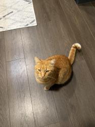 Lost Male Cat last seen W Edgerton and broadview, Broadview Heights, OH 44147