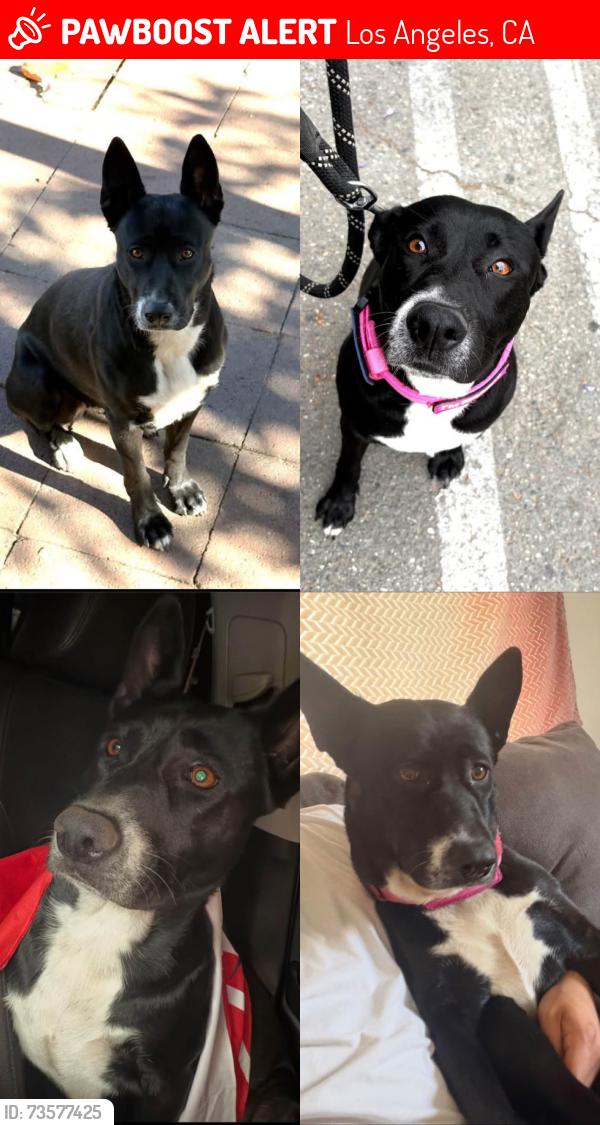 Lost Female Dog last seen Mott and Folsom St., Los Angeles, CA 90033
