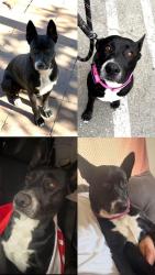 Lost Female Dog last seen Mott and Folsom St., Los Angeles, CA 90033
