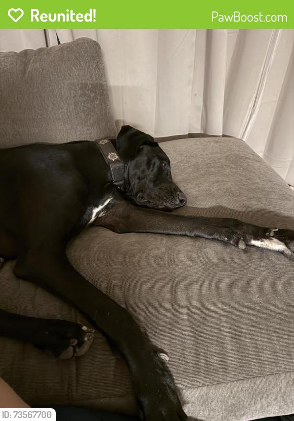 Reunited Male Dog last seen Ashlan / west, Fresno, CA 93705