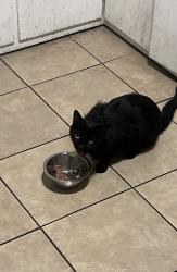 Reunited Male Cat last seen Laun St and Glenrose, Altadena, CA 91001