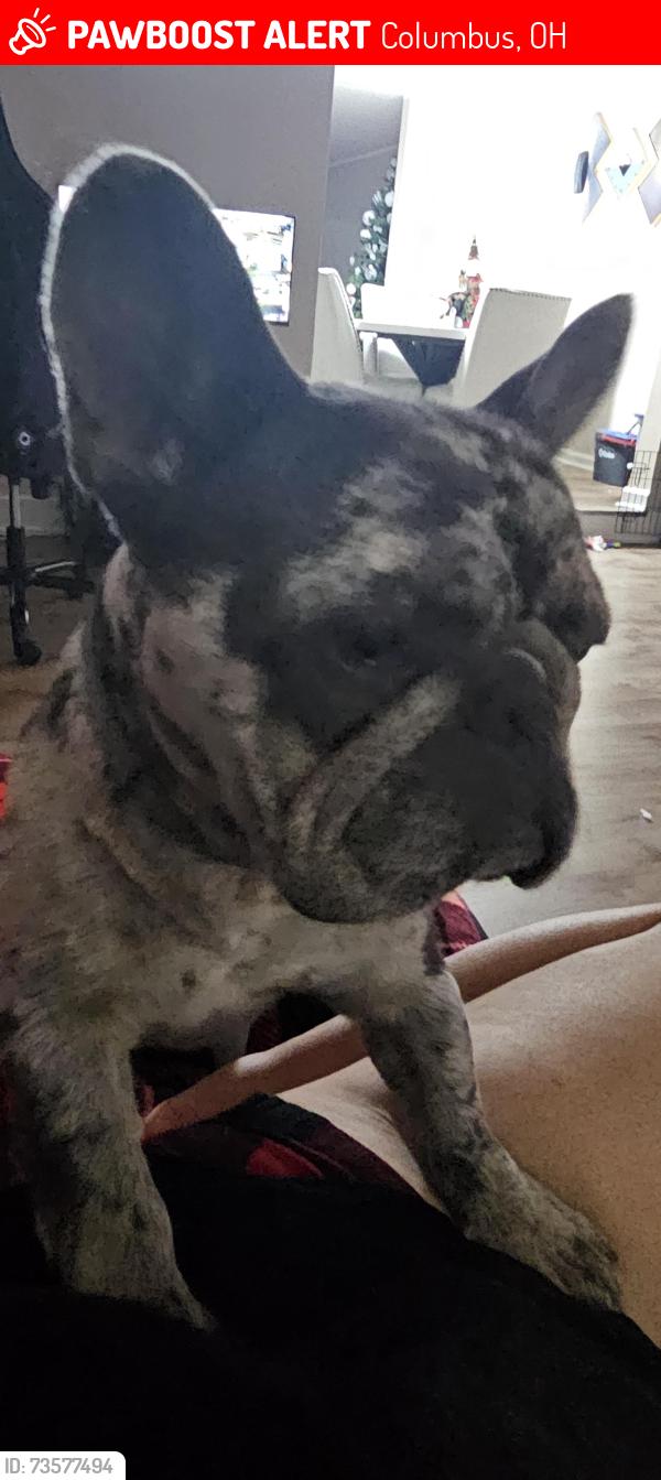 Lost Male Dog last seen Olivette rd, Columbus, OH 43232