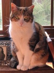 Reunited Female Cat last seen Near laurel wood drive, Lawrence Township, NJ 08648