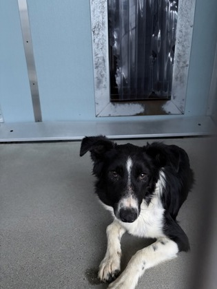 Shelter Stray Female Dog last seen W Belmount & N Grantland Ave, Fresno Zone Fresno CO 2 93723, CA, 1510 W Dan Ronquillo Dr, Fresno, CA 93706, USA