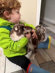 Lost Female Dog last seen Near Aztec Dr jurupa valley 92509, Riverside, CA 92509