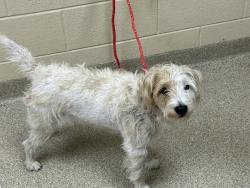 Shelter Stray Female Dog last seen Front Royal Road, VIRGINIA BEACH, VA, 23453, 341 S Birdneck Rd, Virginia Beach, VA 23451, USA