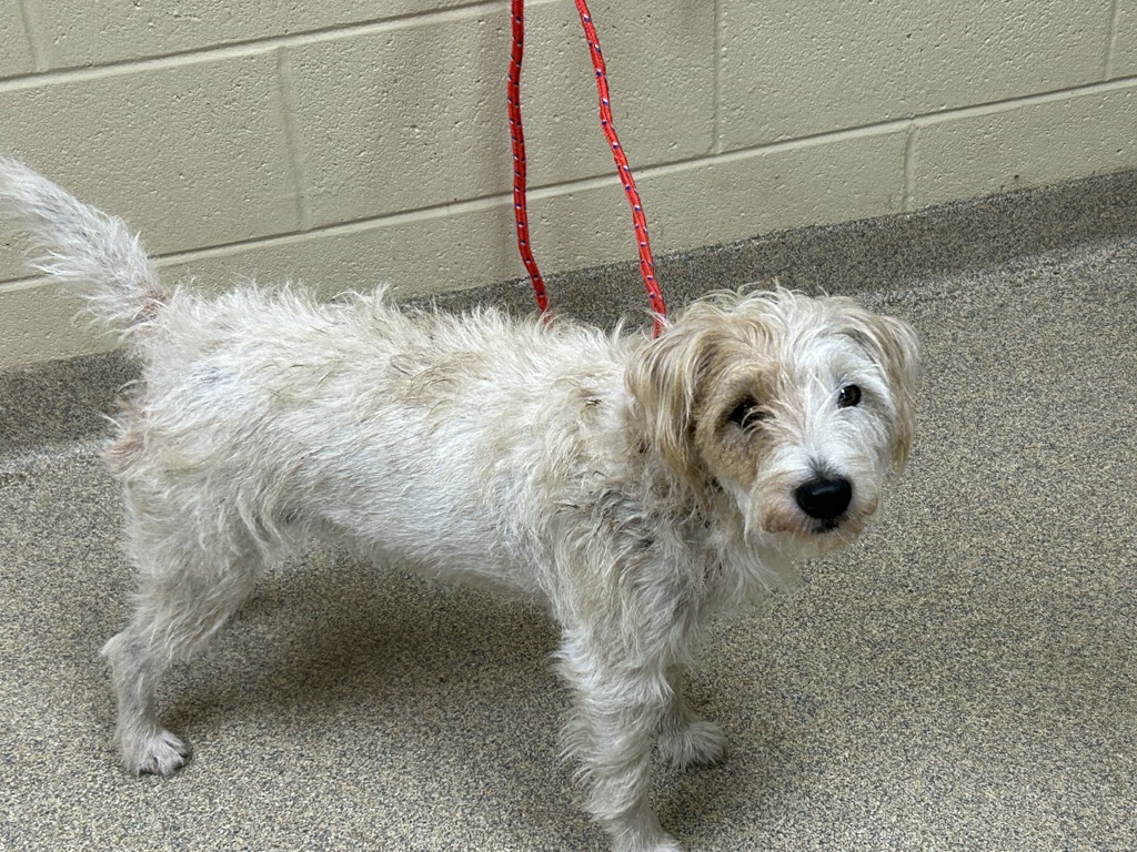 Shelter Stray Female Dog last seen Front Royal Road, VIRGINIA BEACH, VA, 23453, 341 S Birdneck Rd, Virginia Beach, VA 23451, USA