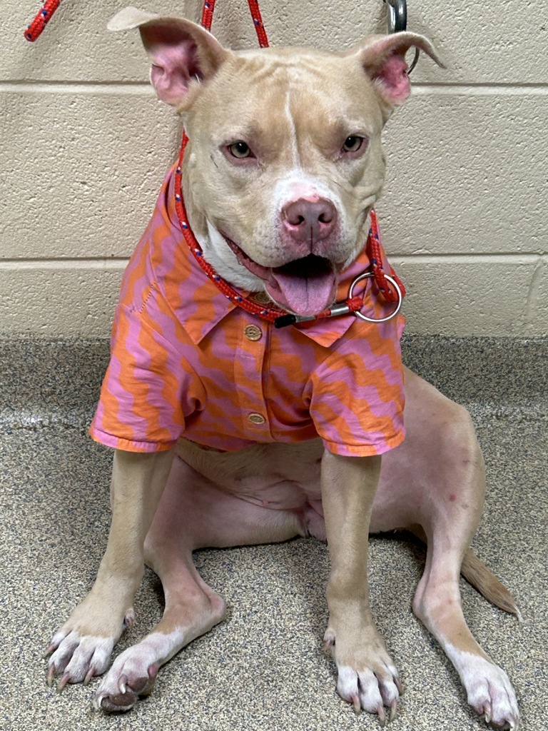 Shelter Stray Female Dog last seen Coral Gables Court, VIRGINIA BEACH, VA, 23452, 341 S Birdneck Rd, Virginia Beach, VA 23451, USA