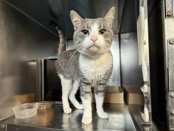 Shelter Stray Male Cat last seen FDNY Engine 62 Ladder 32, BRONX, NY, 10467, 326 E 110th St, New York, NY 10029, USA