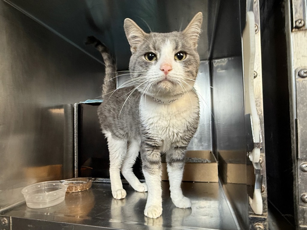 Shelter Stray Male Cat last seen FDNY Engine 62 Ladder 32, BRONX, NY, 10467, 326 E 110th St, New York, NY 10029, USA