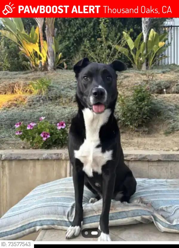 Lost Male Dog last seen Autumn Ridge Drive, Thousand Oaks, CA 91362
